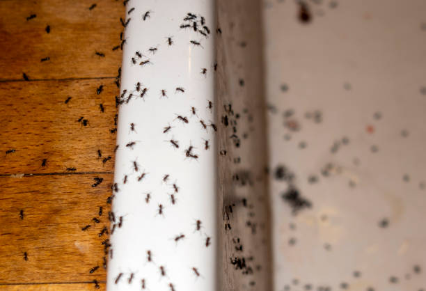  Noroton Heights, CT Pest Control Pros